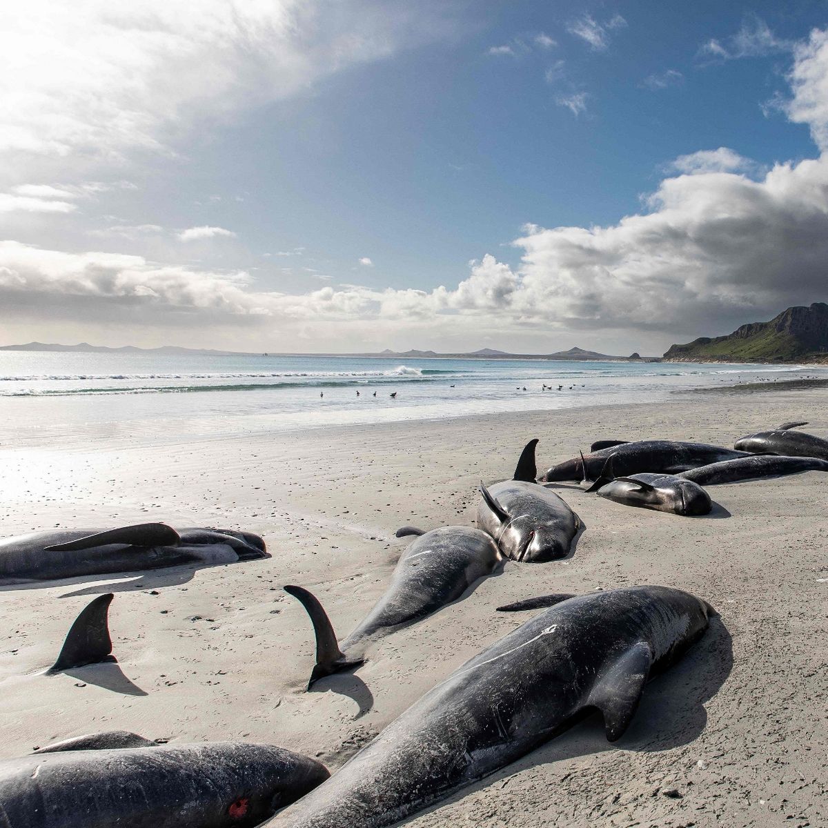 Recent Whale Strandings Have Highlighted The Mystery That Marine ...